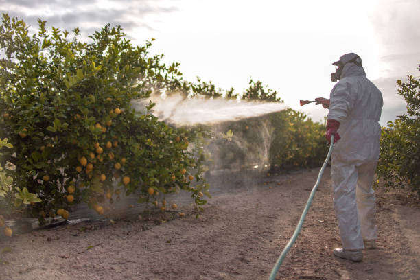 Best Termite Control Services  in Englewood, NJ