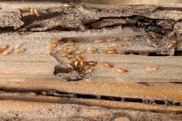 Best Pest Control for Businesses  in Englewood, NJ